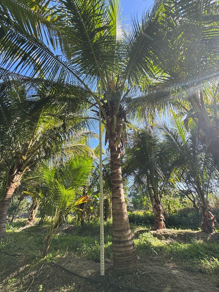 cocos-nucifera-maypan-coconut-palm