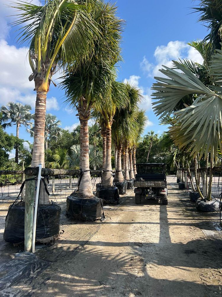 cocos-nucifera-maypan-coconut-palm
