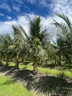 cocos-nucifera-maypan-coconut-palm