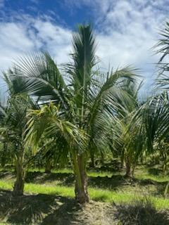 cocos-nucifera-maypan-coconut-palm