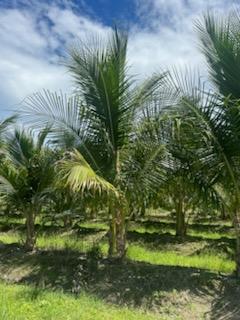 cocos-nucifera-maypan-coconut-palm