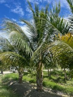 cocos-nucifera-maypan-coconut-palm