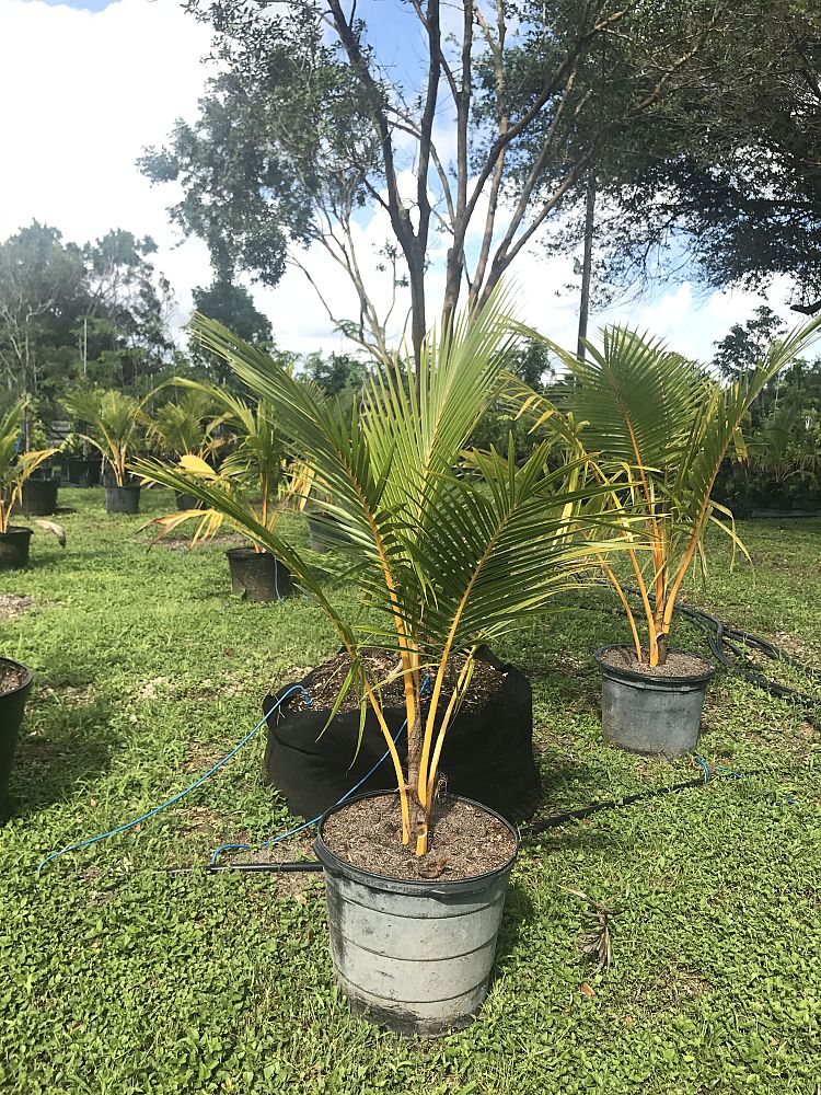 Muni Farms | plantANT.com