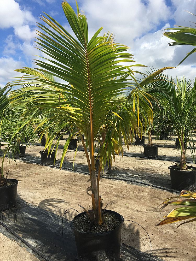cocos-nucifera-red-spicata-coconut-palm