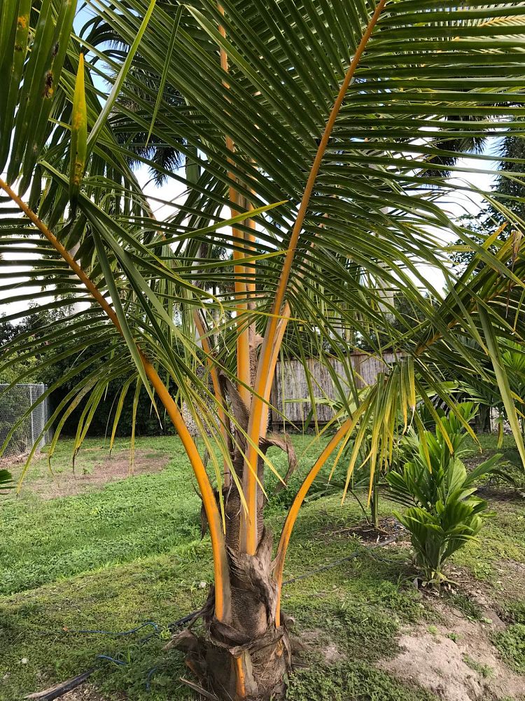 cocos-nucifera-red-spicata-coconut-palm