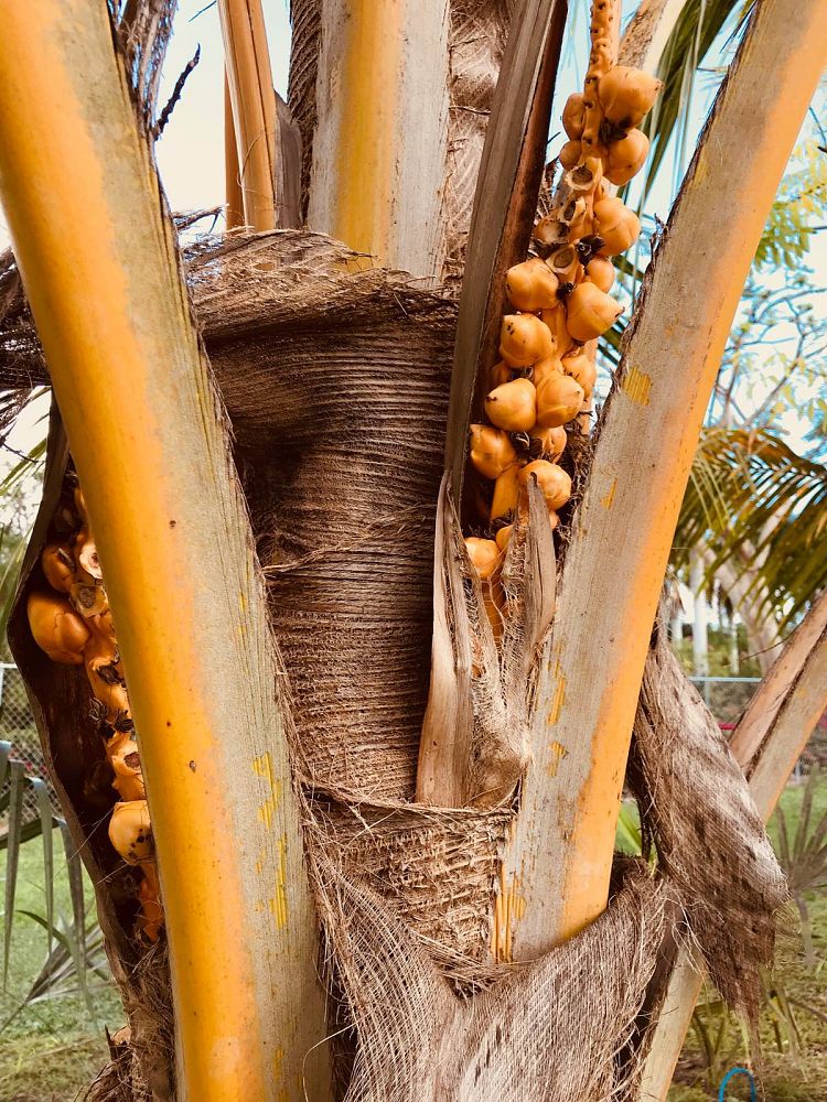 cocos-nucifera-red-spicata-coconut-palm