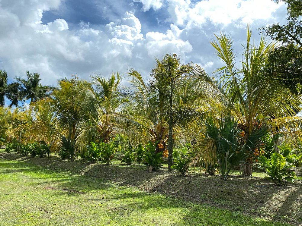 cocos-nucifera-red-spicata-coconut-palm