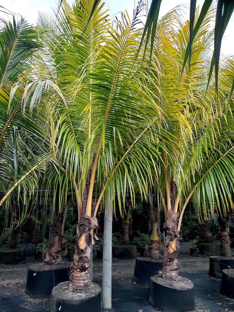 cocos-nucifera-red-spicata-coconut-palm