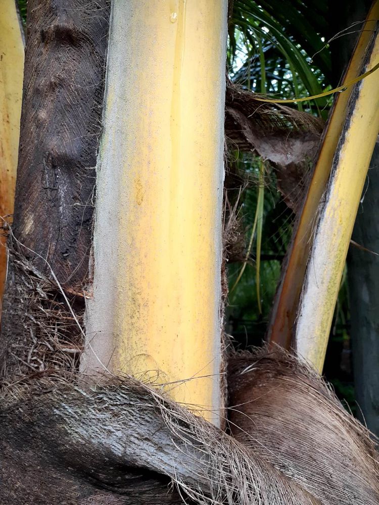 cocos-nucifera-red-spicata-coconut-palm