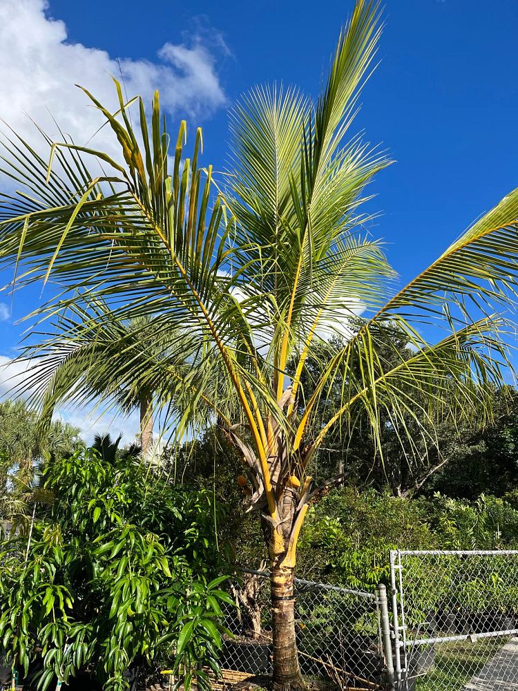 cocos-nucifera-red-spicata-coconut-palm