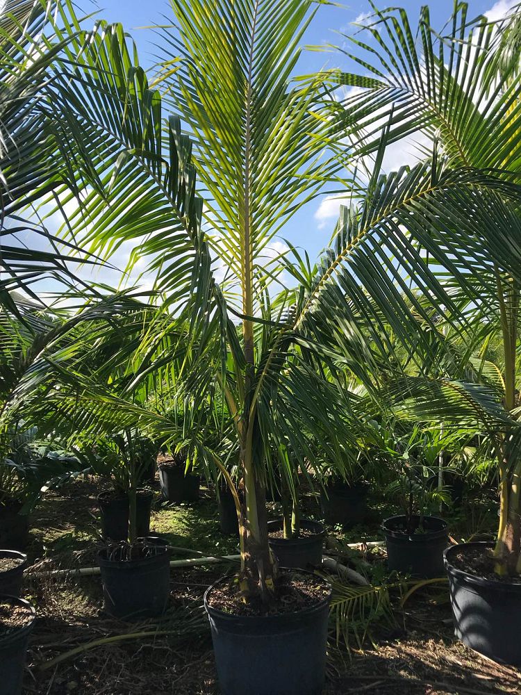 cocos-nucifera-yellow-malayan-coconut-palm