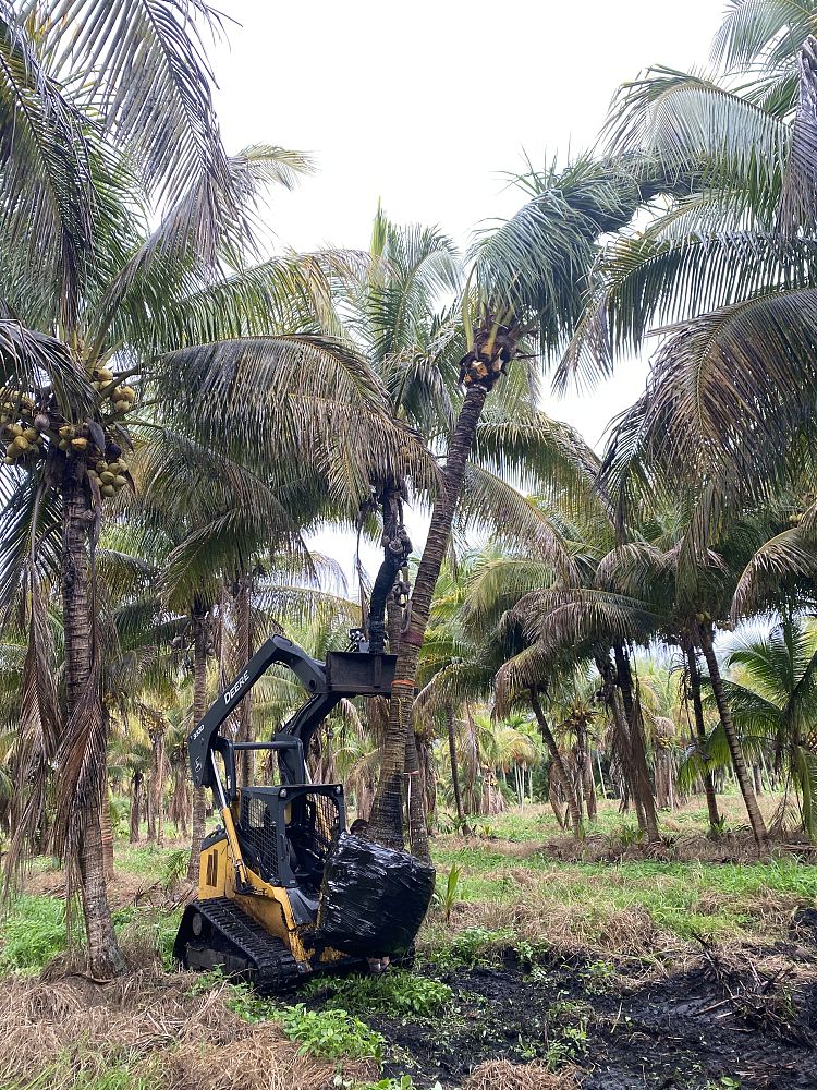 cocos-nucifera-yellow-malayan-coconut-palm