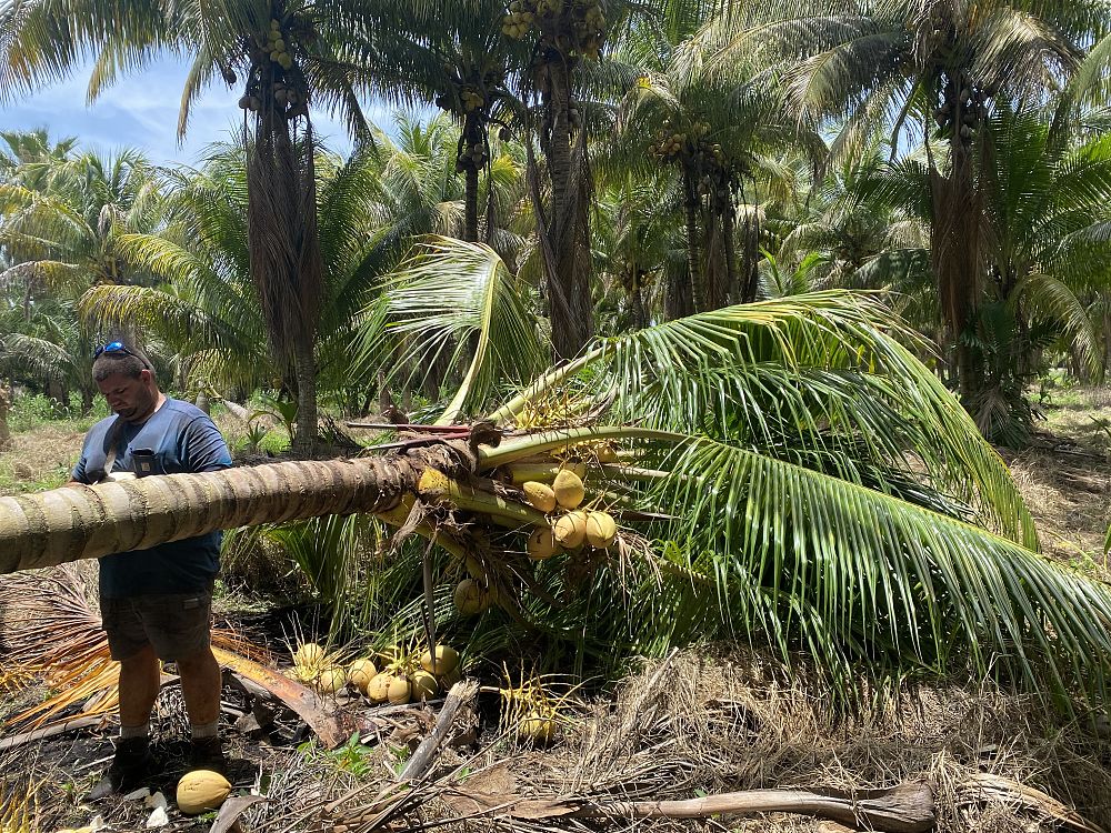 cocos-nucifera-yellow-malayan-coconut-palm