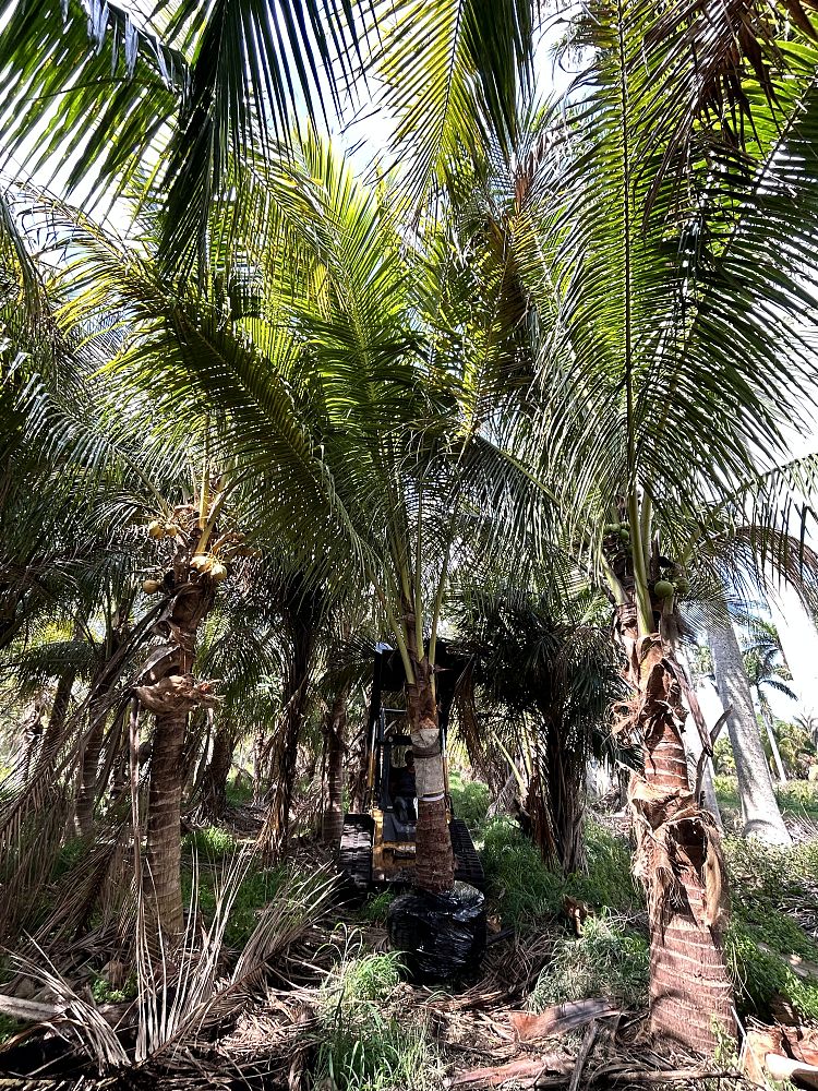 cocos-nucifera-yellow-malayan-coconut-palm
