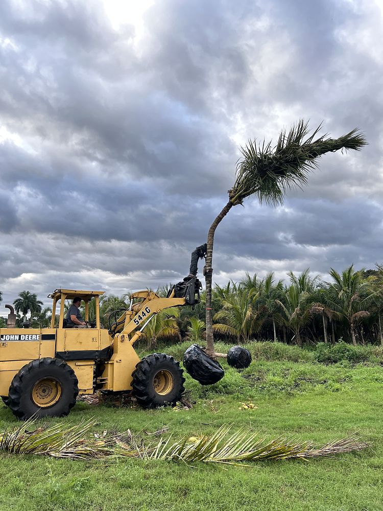 cocos-nucifera-yellow-malayan-coconut-palm