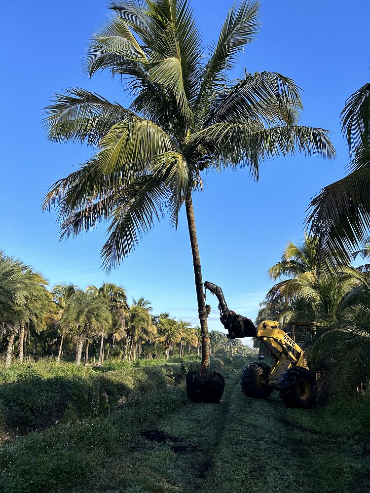 cocos-nucifera-yellow-malayan-coconut-palm