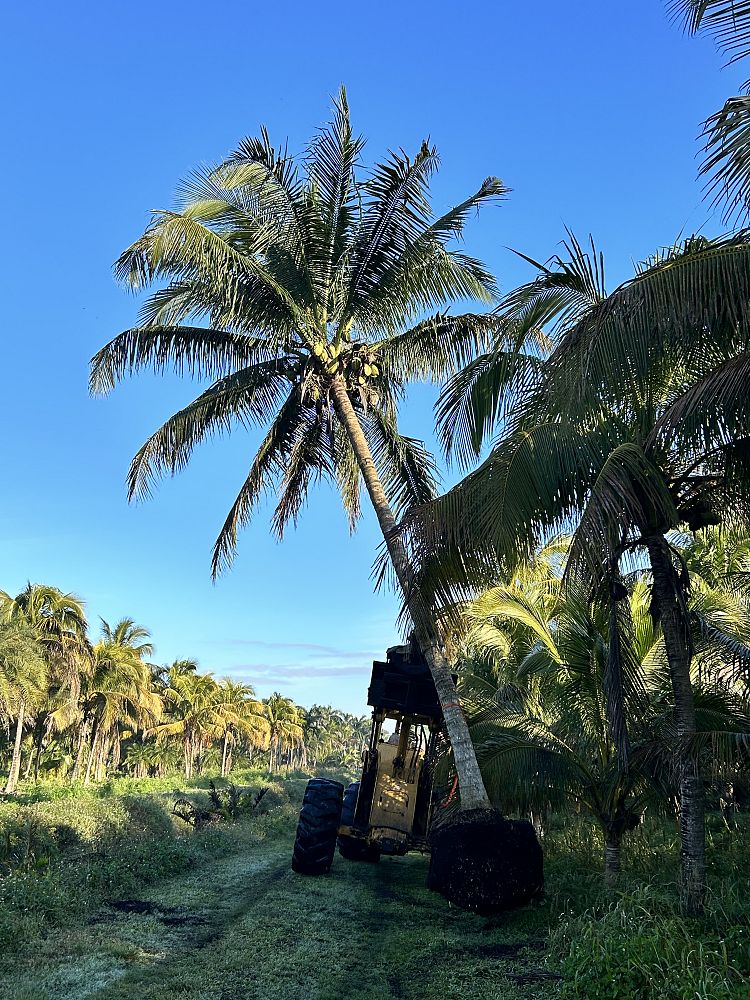 cocos-nucifera-yellow-malayan-coconut-palm