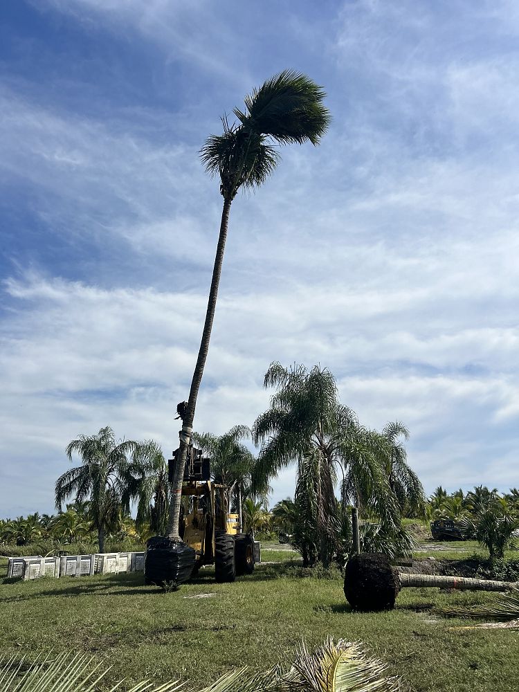 cocos-nucifera-yellow-malayan-coconut-palm