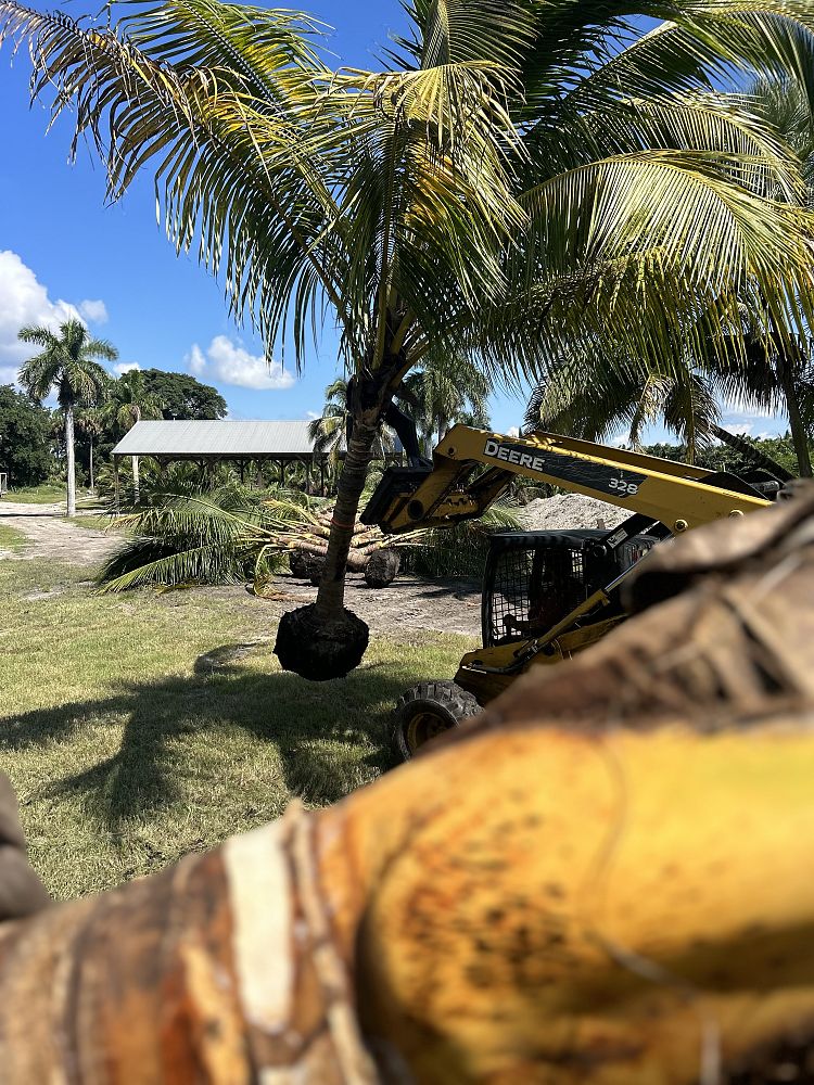 cocos-nucifera-yellow-malayan-coconut-palm