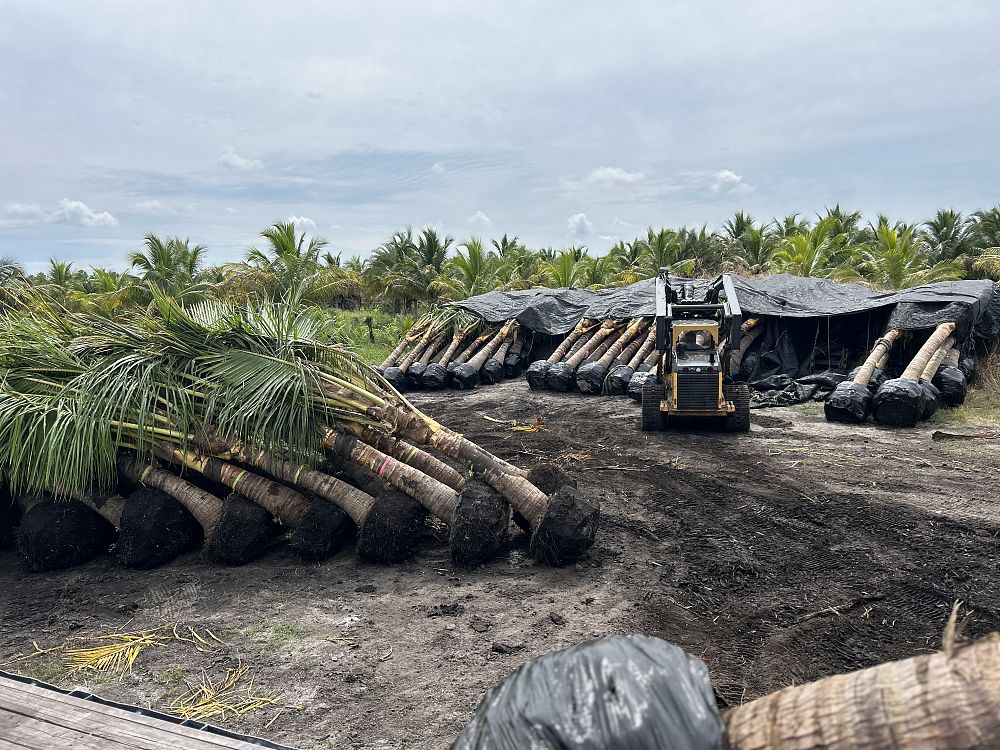 cocos-nucifera-yellow-malayan-coconut-palm
