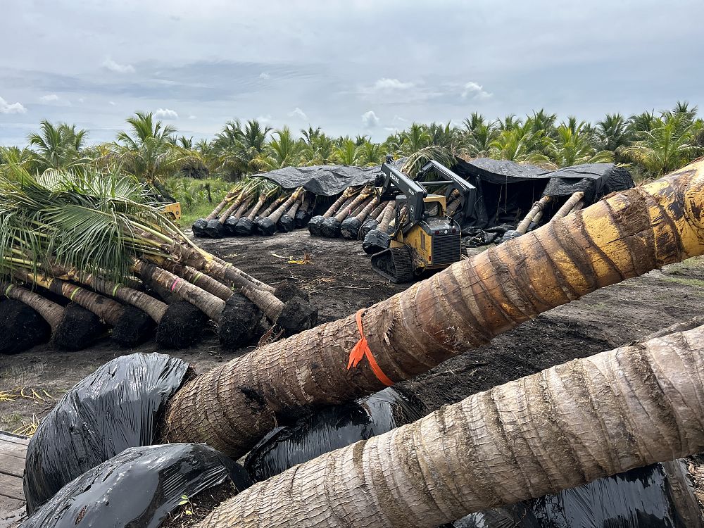cocos-nucifera-yellow-malayan-coconut-palm