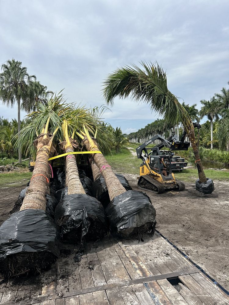 cocos-nucifera-yellow-malayan-coconut-palm