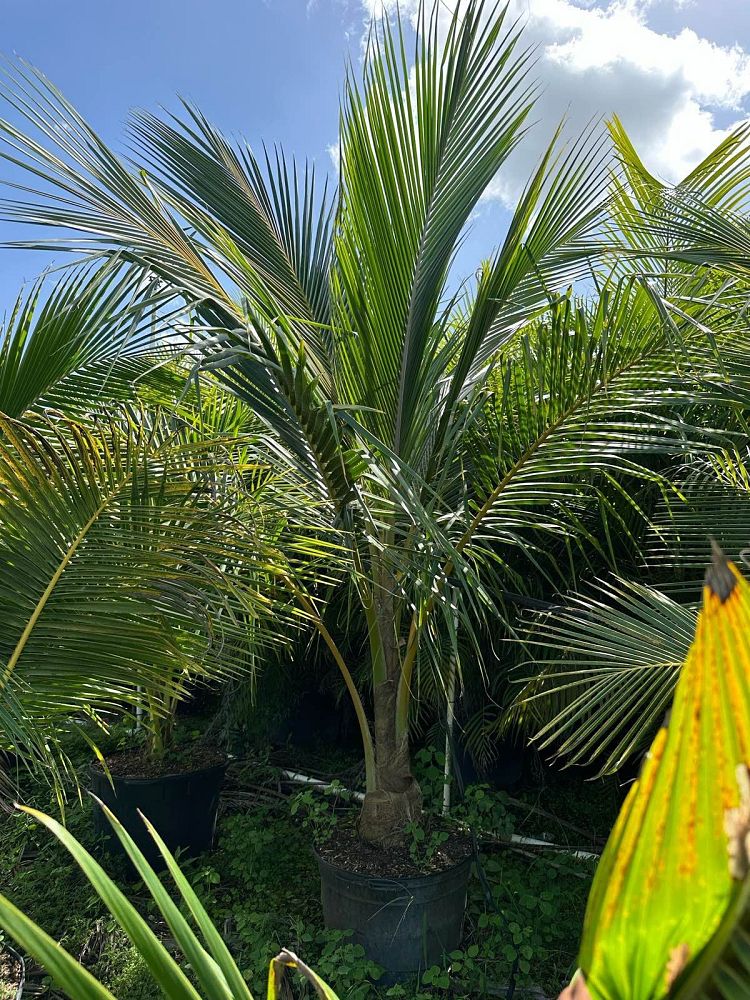 cocos-nucifera-yellow-malayan-coconut-palm