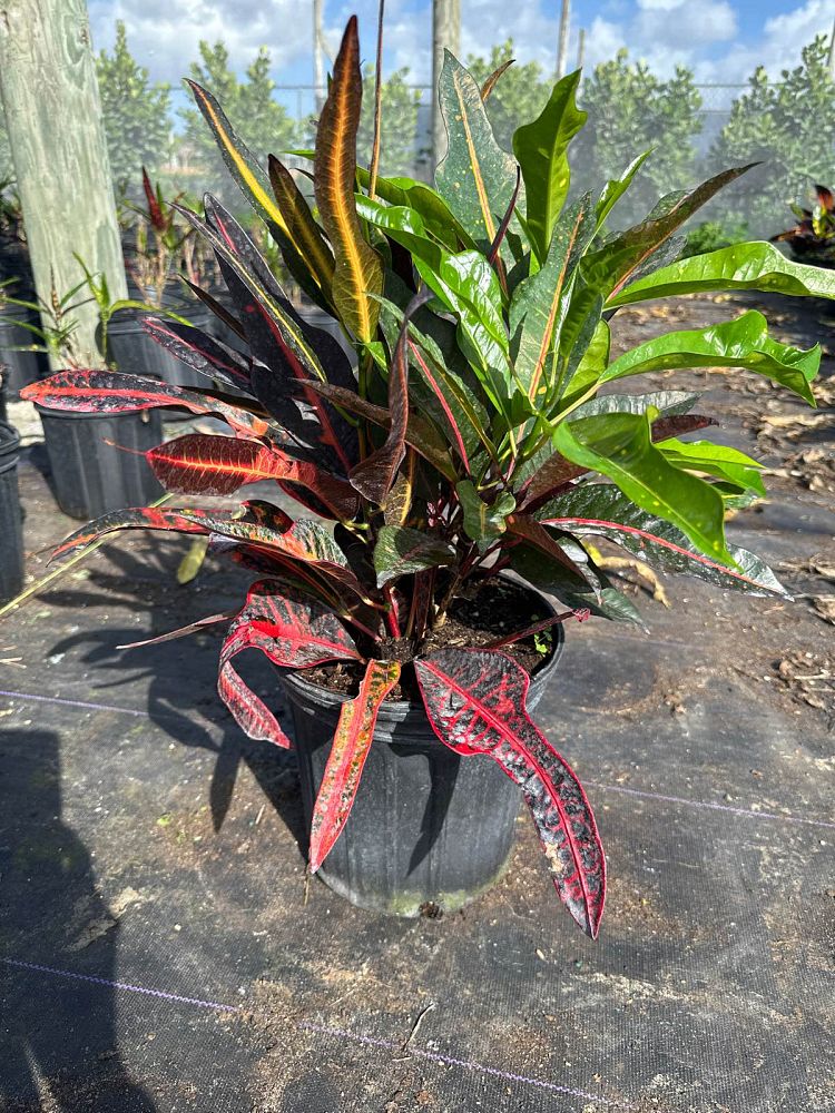 codiaeum-hybrid-croton-afd5-croton