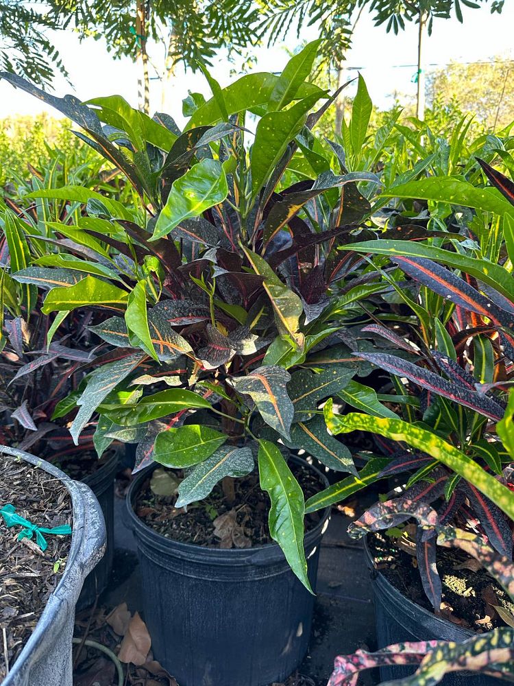codiaeum-hybrid-croton-afd5-croton