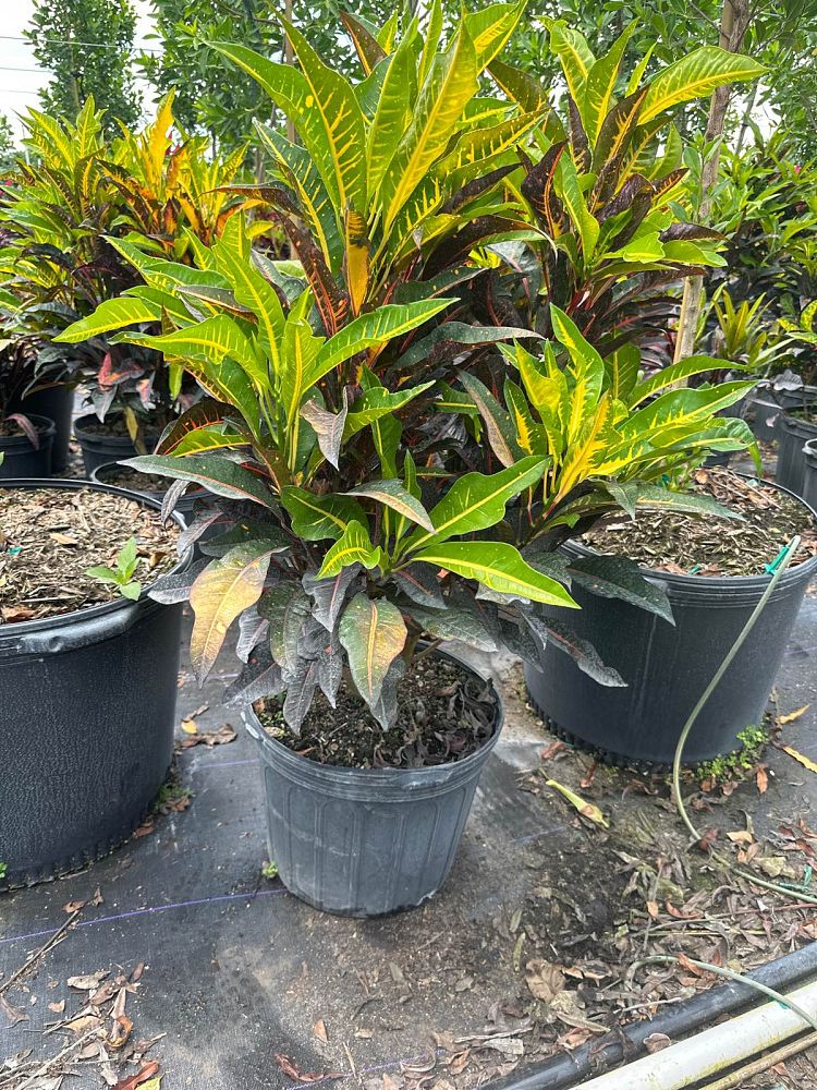 codiaeum-hybrid-croton-afd5-croton