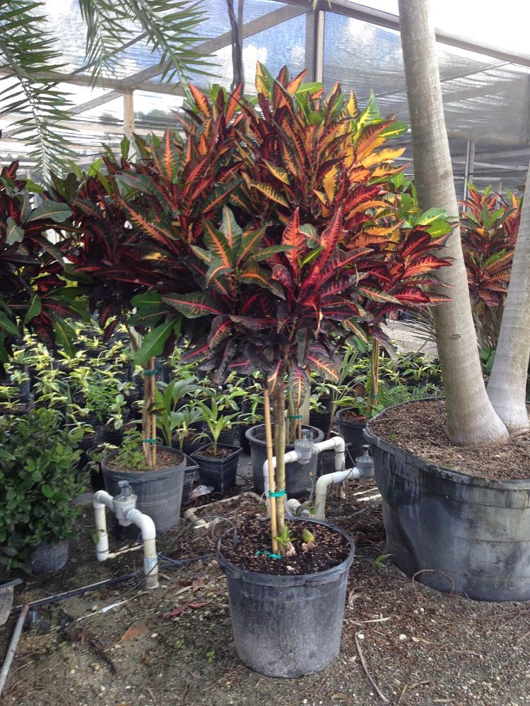 codiaeum