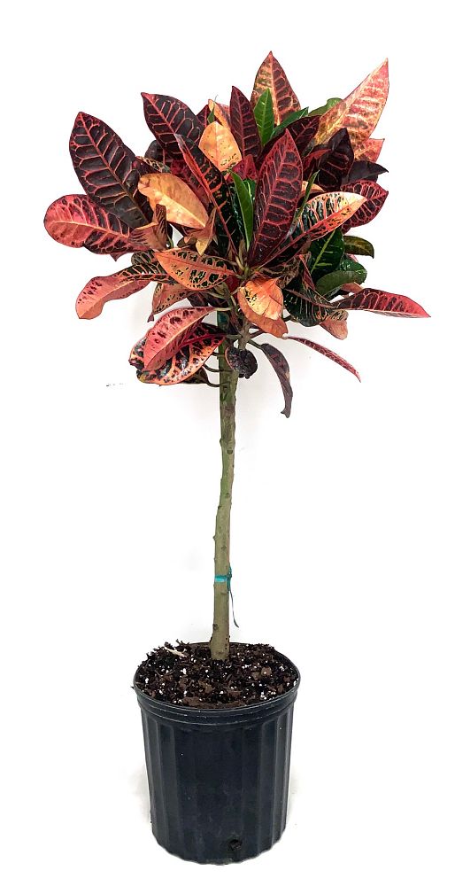 codiaeum