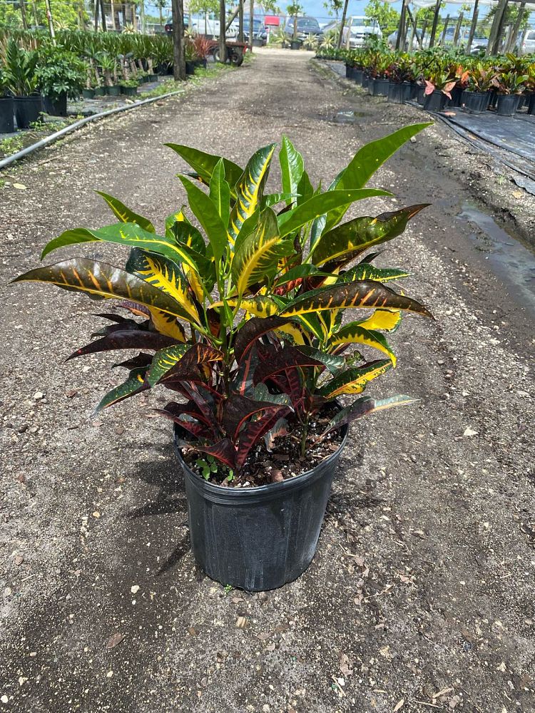 codiaeum-variegatum-afd-5-croton