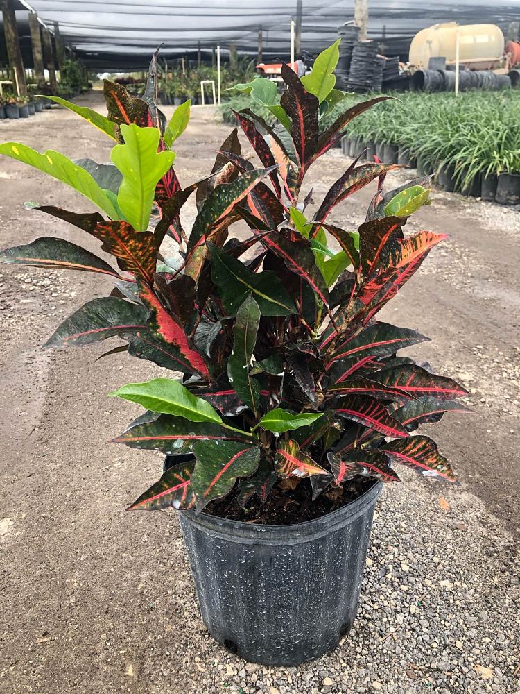 codiaeum-variegatum-afd-5-croton