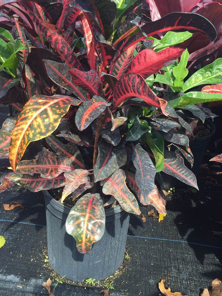 codiaeum-variegatum-afd-5-croton