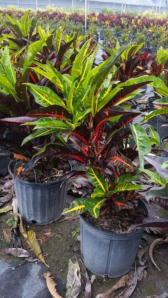 codiaeum-variegatum-afd-5-croton