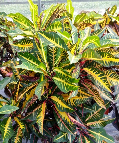 codiaeum-variegatum-afd-5-croton