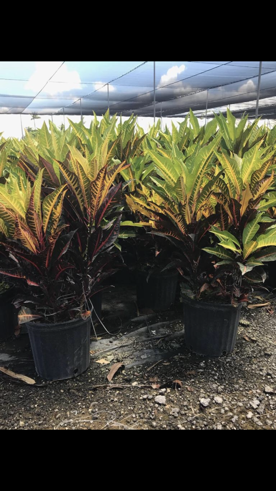 codiaeum-variegatum-afd-5-croton