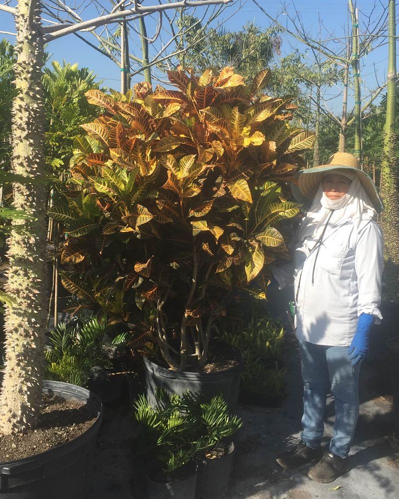 codiaeum-variegatum-afd-5-croton