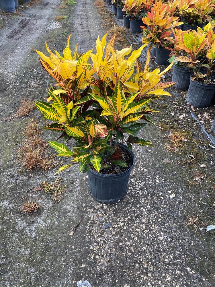 codiaeum-variegatum-afd-5-croton