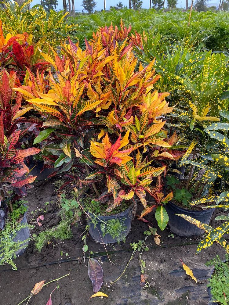 codiaeum-variegatum-afd-5-croton