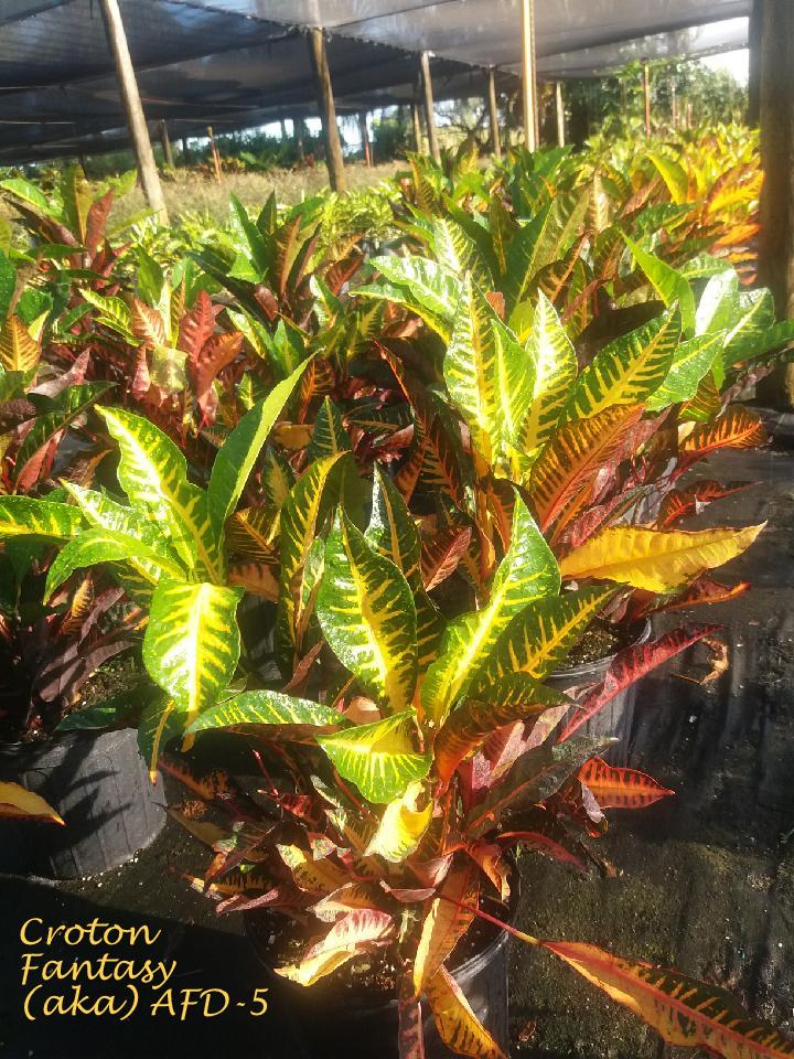 codiaeum-variegatum-afd-5-croton