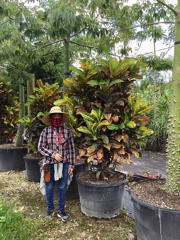 codiaeum-variegatum-afd-5-croton