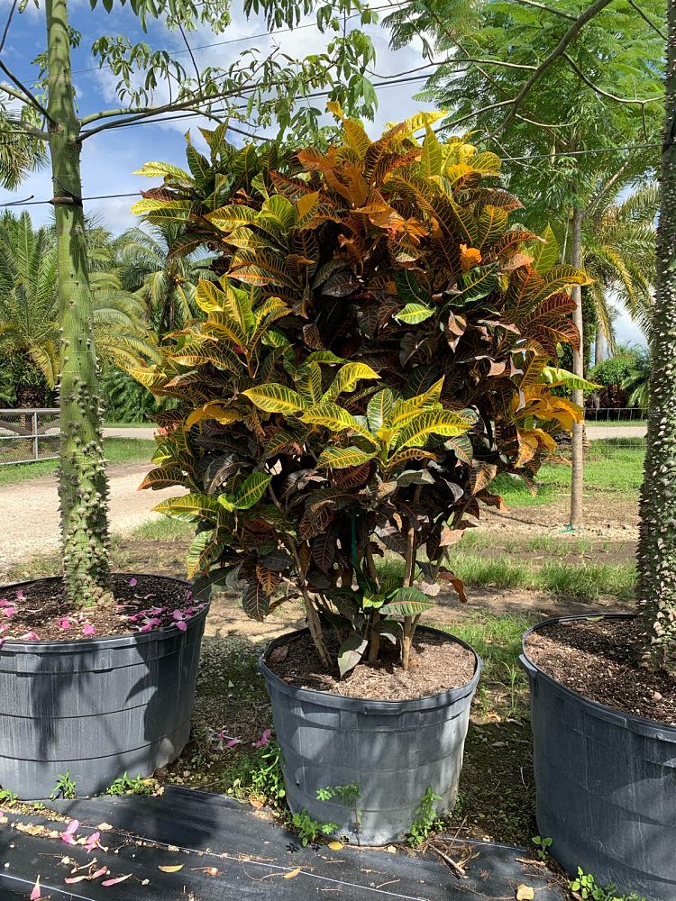 codiaeum-variegatum-afd-5-croton