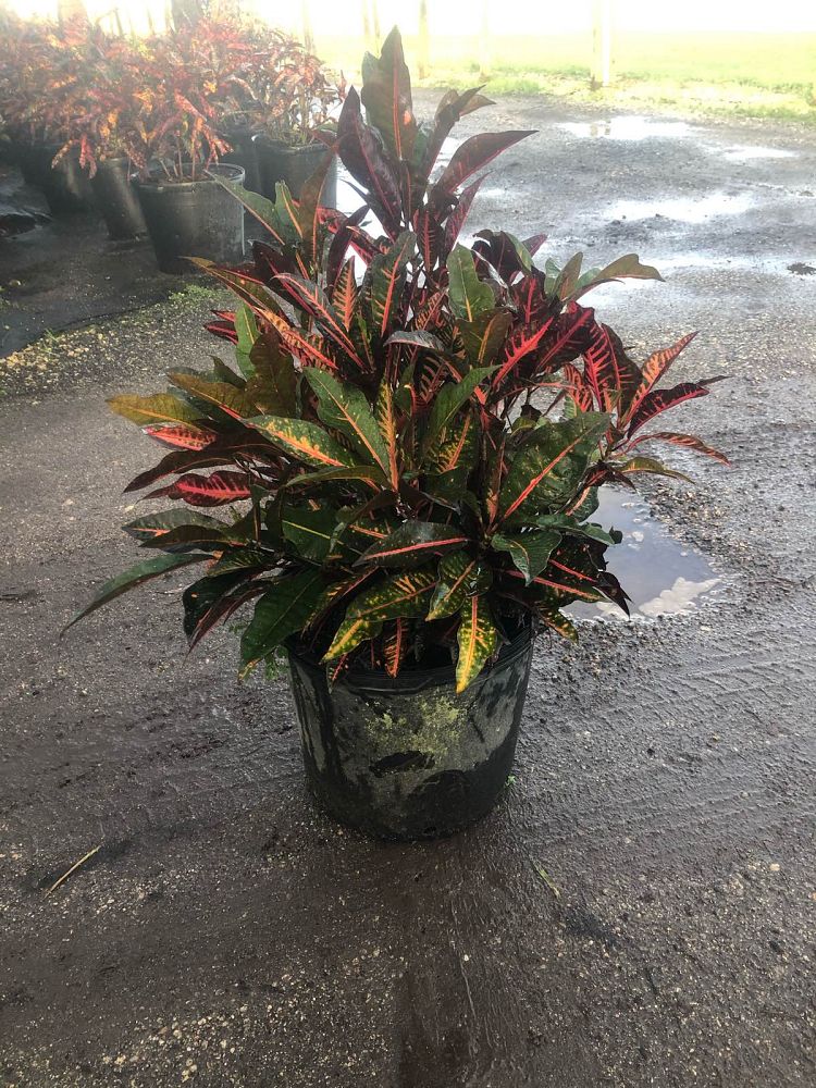 codiaeum-variegatum-afd-5-croton