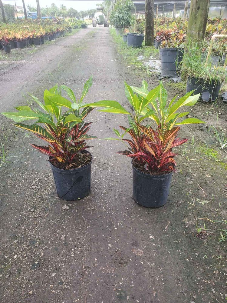 codiaeum-variegatum-afd-5-croton