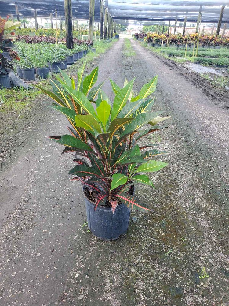 codiaeum-variegatum-afd-5-croton
