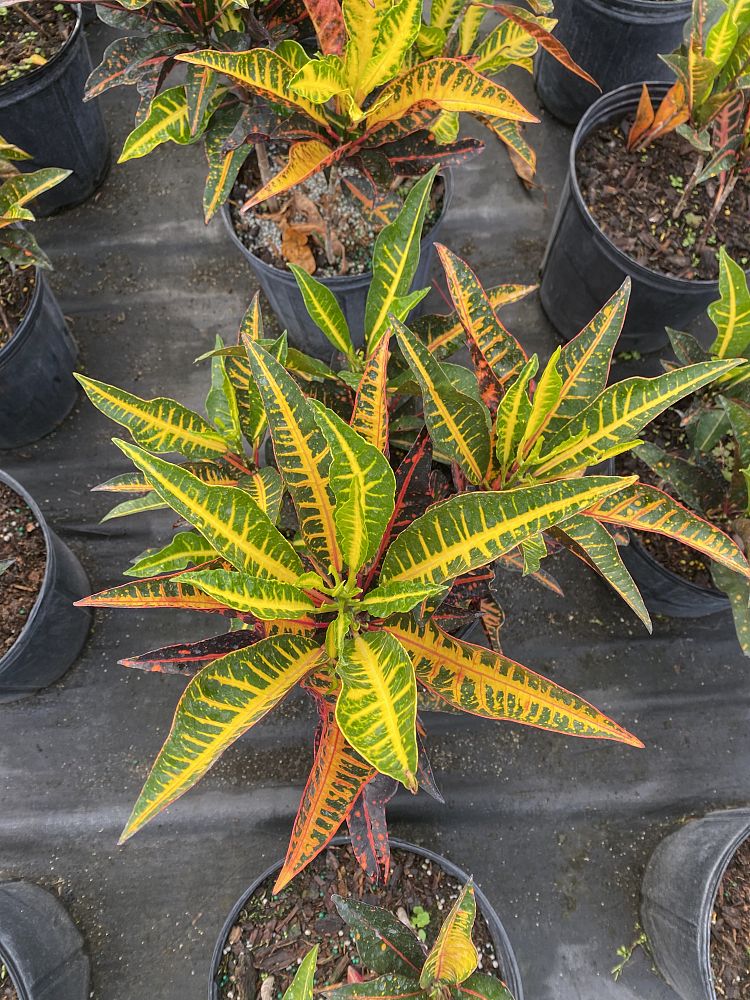 codiaeum-variegatum-afd-5-croton