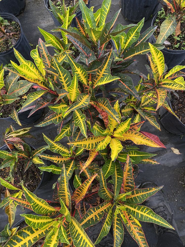 codiaeum-variegatum-afd-5-croton