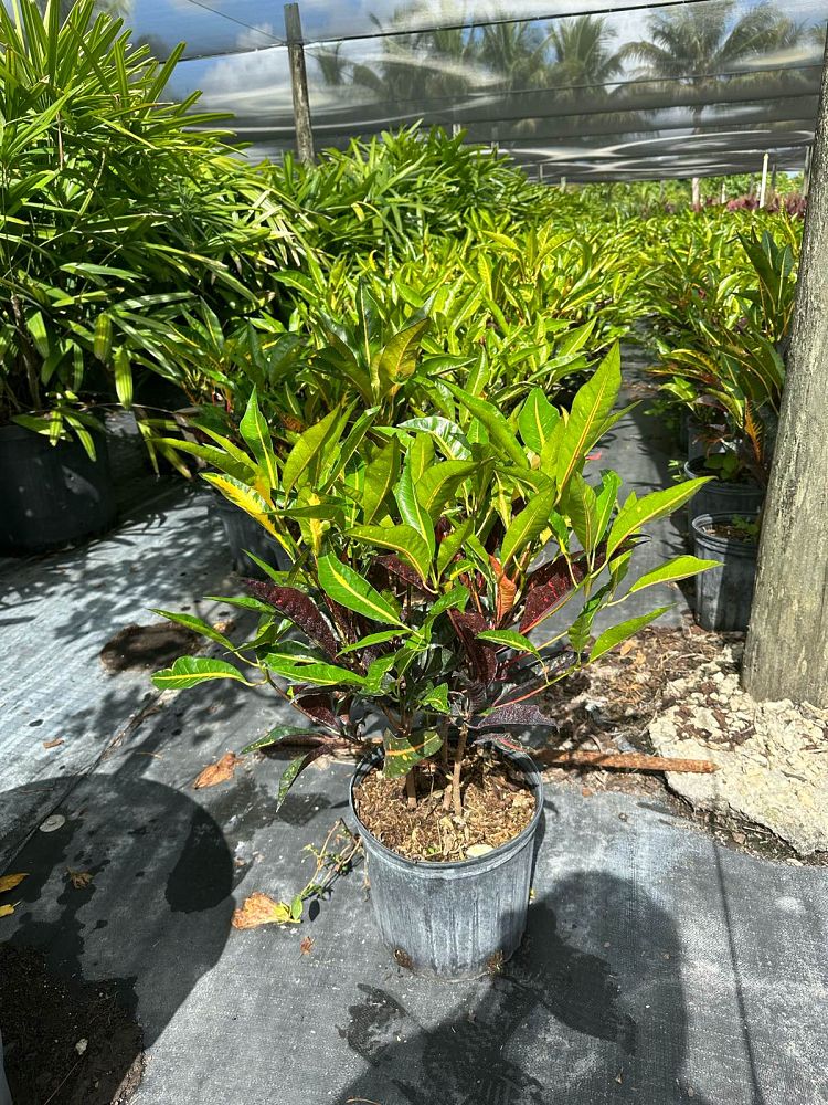 codiaeum-variegatum-afd-5-croton